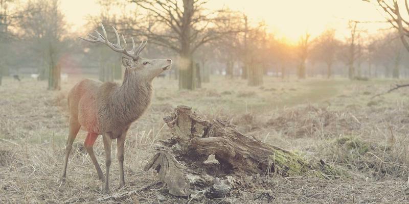 可持续伦理珠宝指南：如何选购环保公平的戒指与宝石